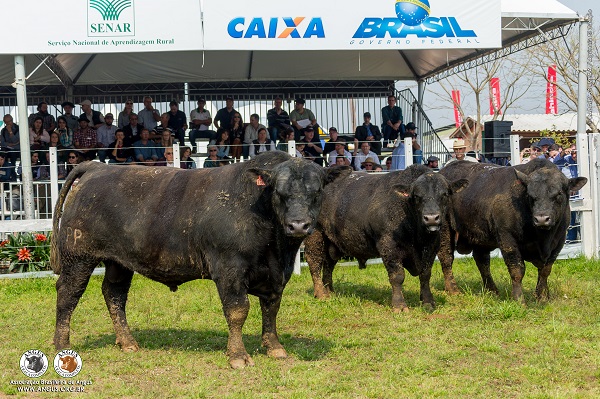 campeonato-rustico-angus