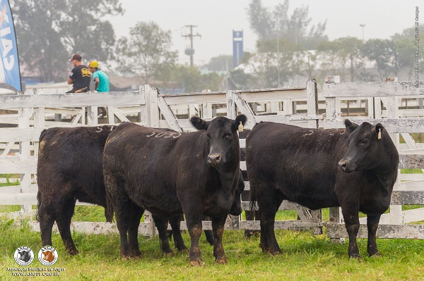 campeonato-rustico-angus