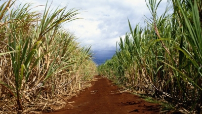 Cana-de-açúcar