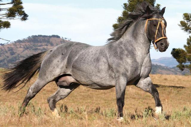 Meu cavalo precisa de alimentação especial? — CompreRural