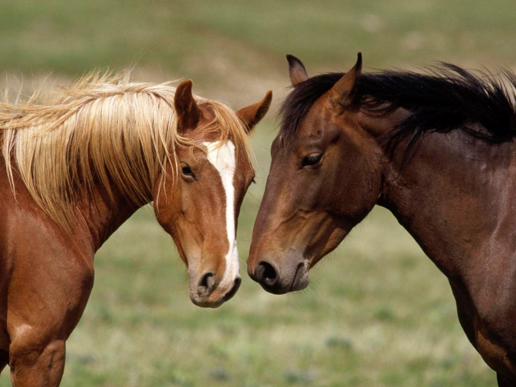 O capim que pode matar os cavalos. 