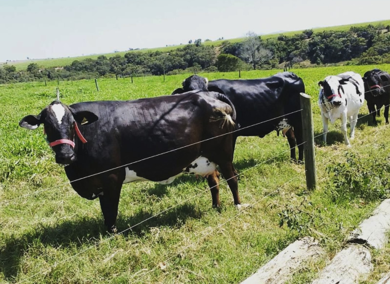 cerca-eletrica-vacas-leiteiras