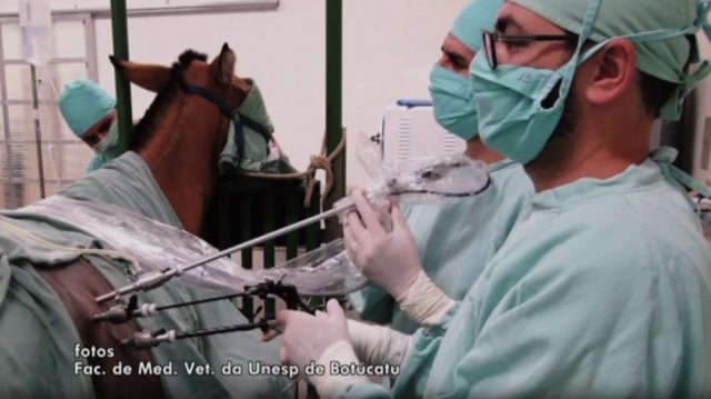 cirurgia-em-mulas-esterilizacao cirurgia-em-mulas-esterilizacao