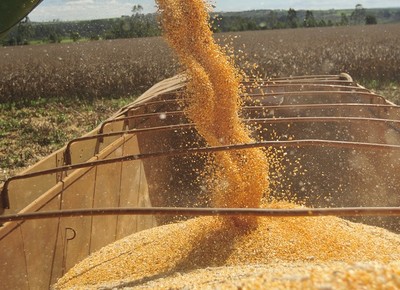 colheita-milho