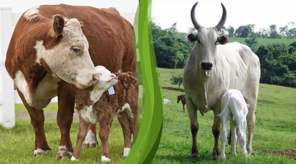 compararacao-bos-taurus-com-bos-indicus