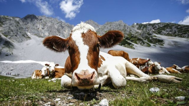 cows cows