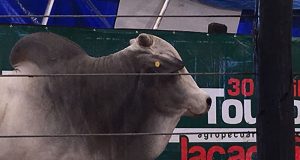 CRV Lagoa e parceiros arrematam 50% do touro Merlot AJ no leilão da Agropecuária Jacarezinho