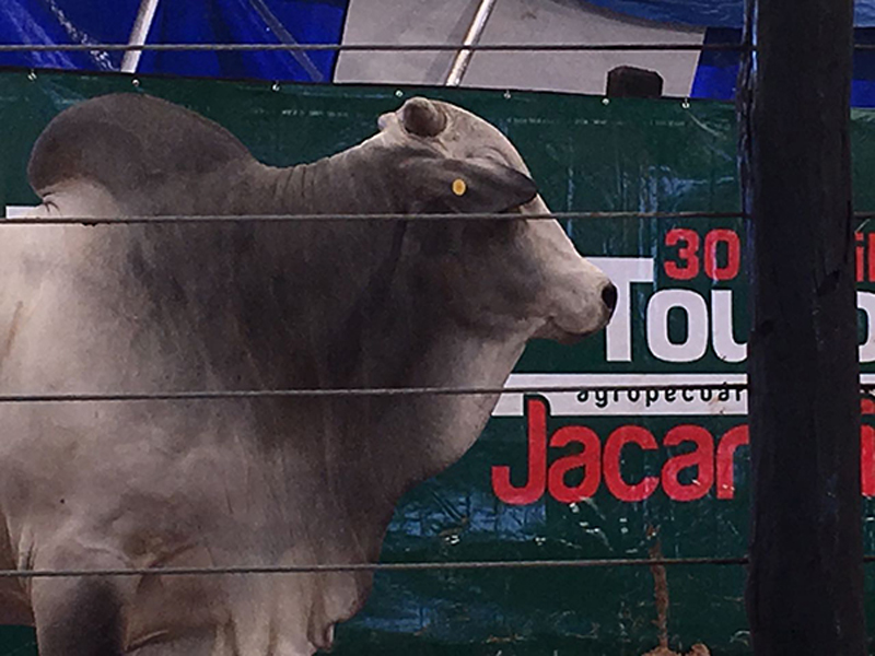 CRV Lagoa e parceiros arrematam 50% do touro Merlot AJ no leilão da Agropecuária Jacarezinho