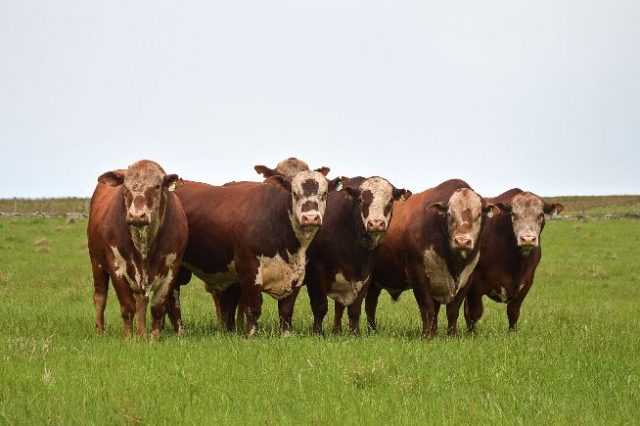 EXPOINTER 2017: Conexão Delta G apresentará na Expointer nova edição do Sumário de Touros EXPOINTER 2017: Conexão Delta G apresentará na Expointer nova edição do Sumário de Touros