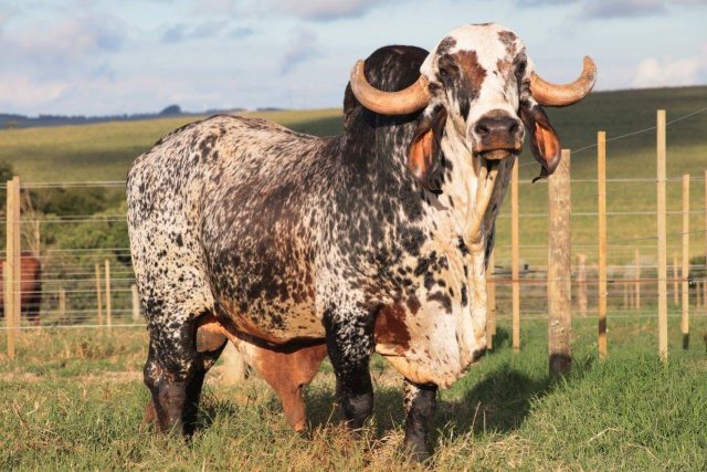 dragao-te-alta-genetics Dragão TE