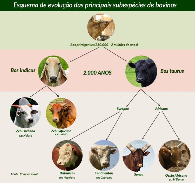 Bos taurus vs Bos indicus separados há 2 mi de anos