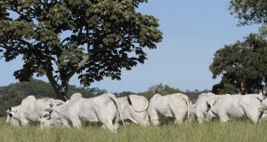 Garrote da Fazenda 3R é selecionado e segue para última fase do PNAT