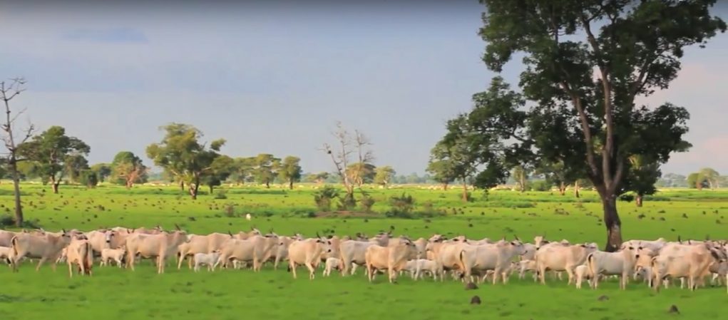 fazenda-nova-piratininga-gado-nelore