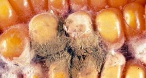 fungo-Aspergillus-flavus-milho