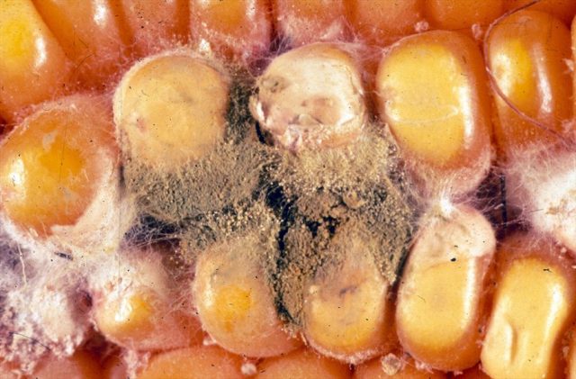 fungo-Aspergillus-flavus-milho fungo-Aspergillus-flavus-milho