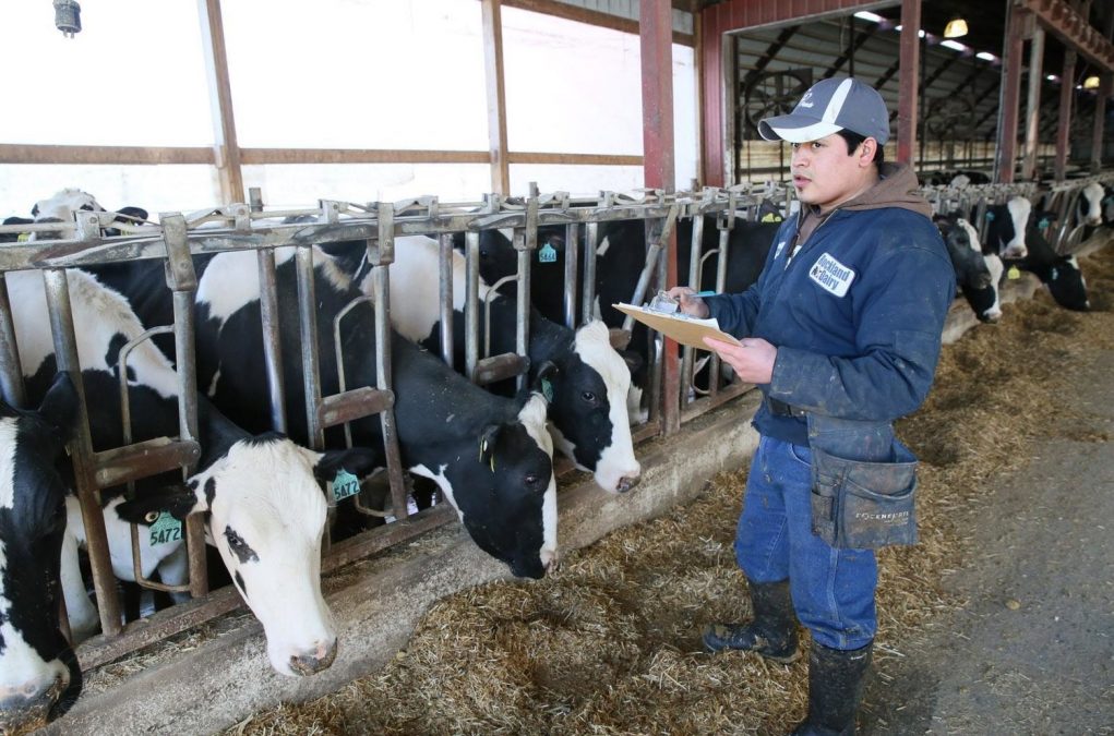 gerenciando-fazenda-de-gado-leiteiro