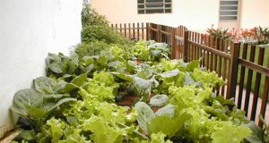 Horta em Casa