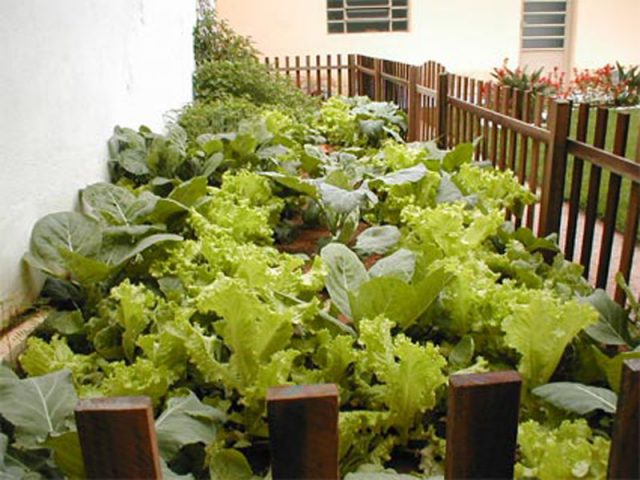 Horta em Casa Horta em Casa