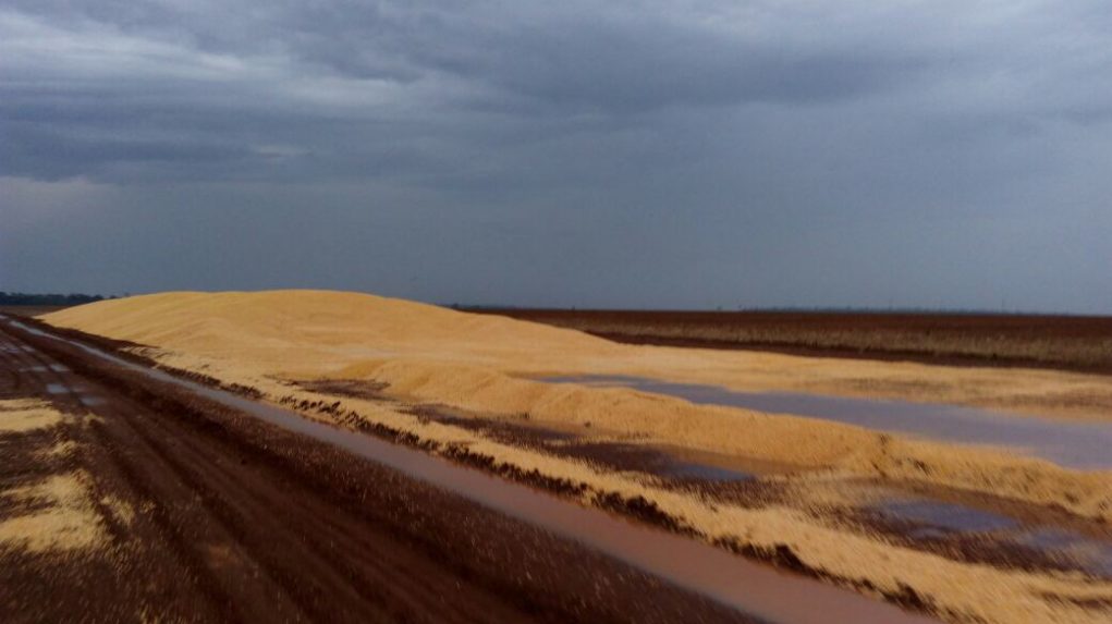 ipiranga-do-norte-milho-estacado-a-ceu-aberto-chuva-2