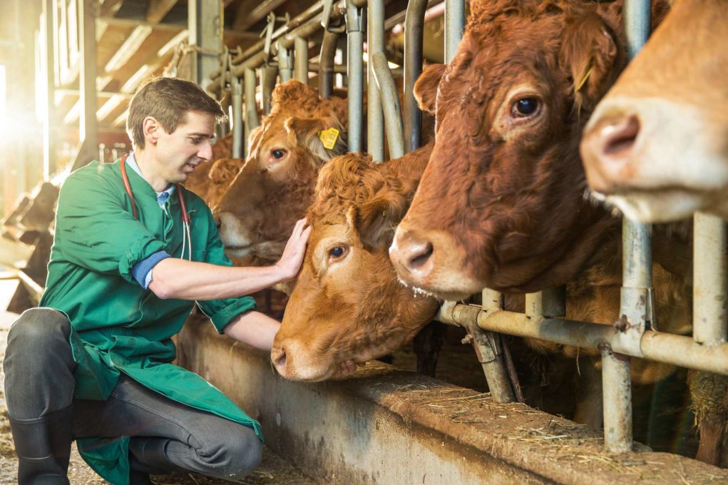 medico-veterinario-vacas