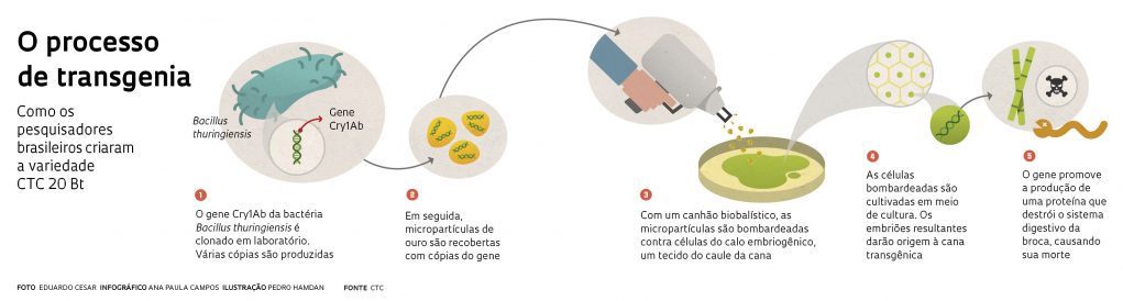 O processo de transgênica