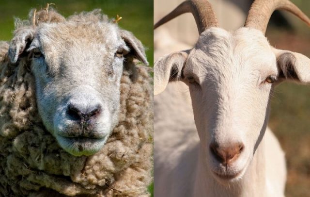 Ovinos e caprinos: diferença entre cabras e ovelhas