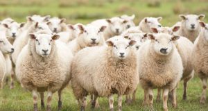 ovelhas-ovinos