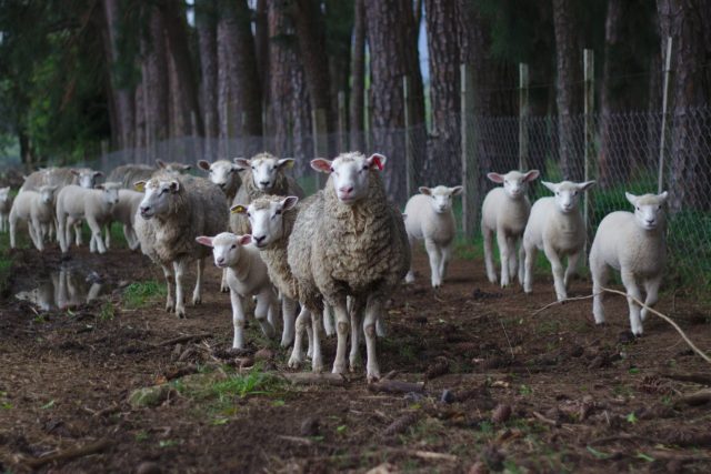 ovelhas-pasto ovelhas-pasto