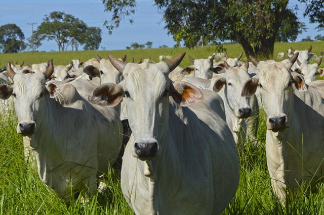 pecuaria-brasileira