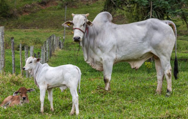 Pecuária no Brasil Pecuária no Brasil