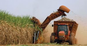 Produção brasileira de cana-de-açúcar pode chegar a 646 mi de toneladas