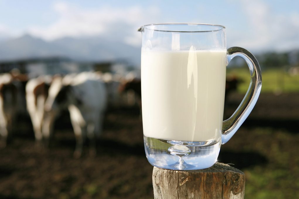 produção-de-leite