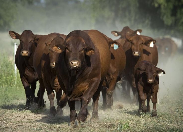 red-angus-touro-vacas-e-bezerros