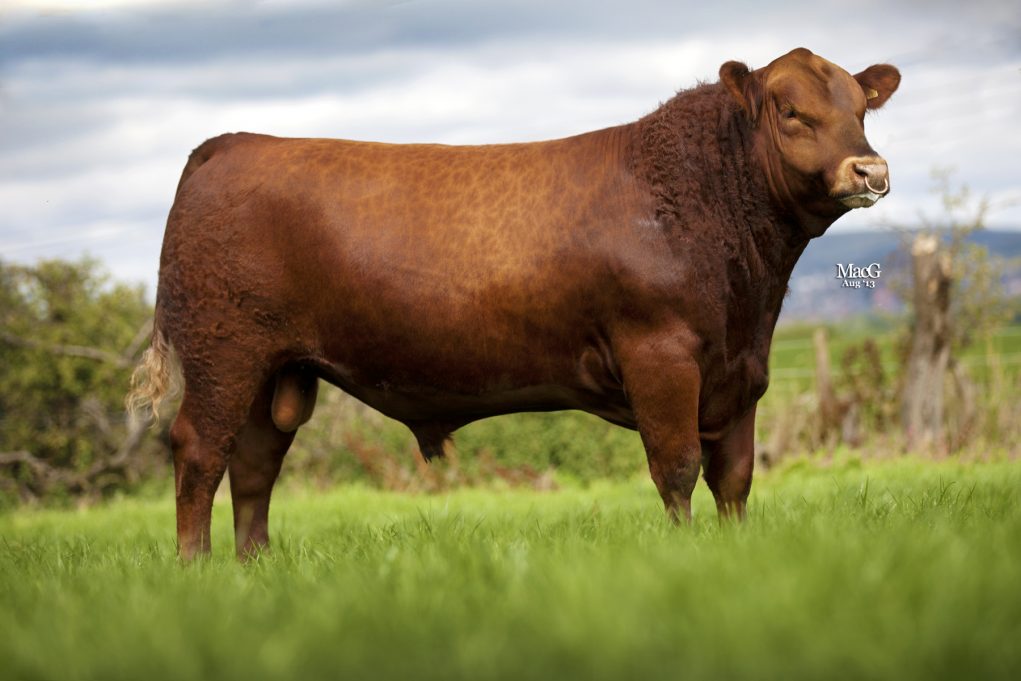 Red Angus