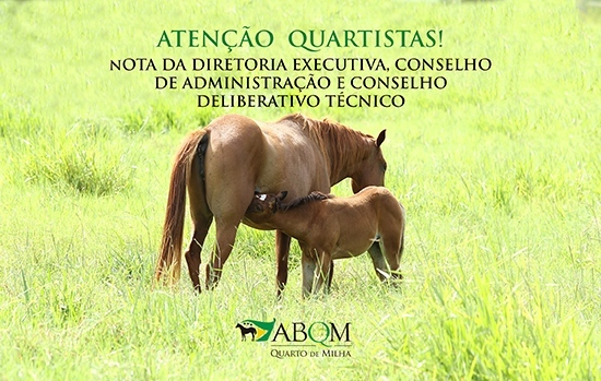 reigstro-cavalo-quarto-de-milha