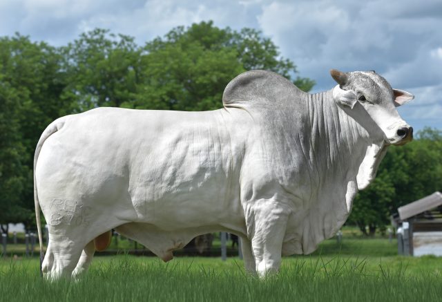 rem-drone-semex rem-drone-semex