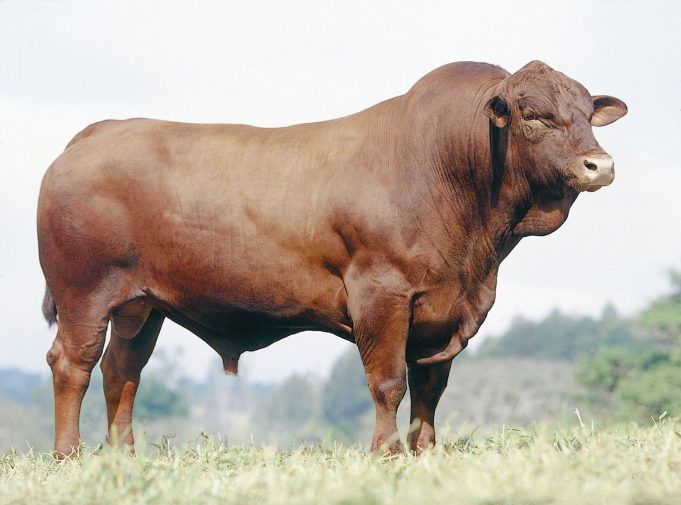 Bos taurus vs Bos indicus separados há 2 mi de anos