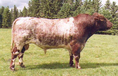 Shorthorn