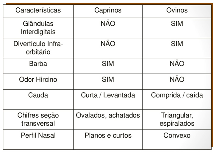 tabela-de-diferencas-entre-cabras-e-ovelhas