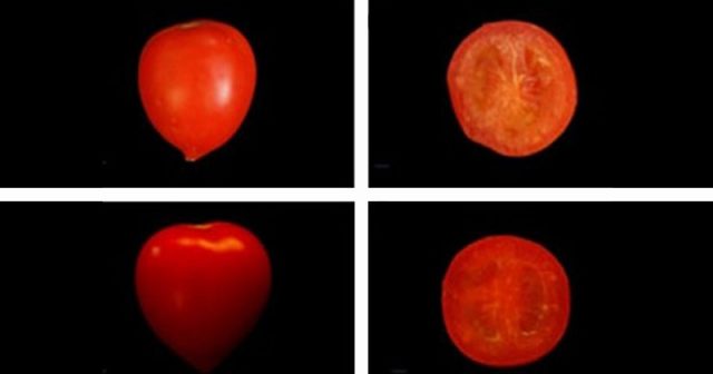 Tomate sem sementes Tomate sem sementes