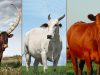 vacas-bos-indicus-e-bos-taurus