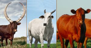 vacas-bos-indicus-e-bos-taurus