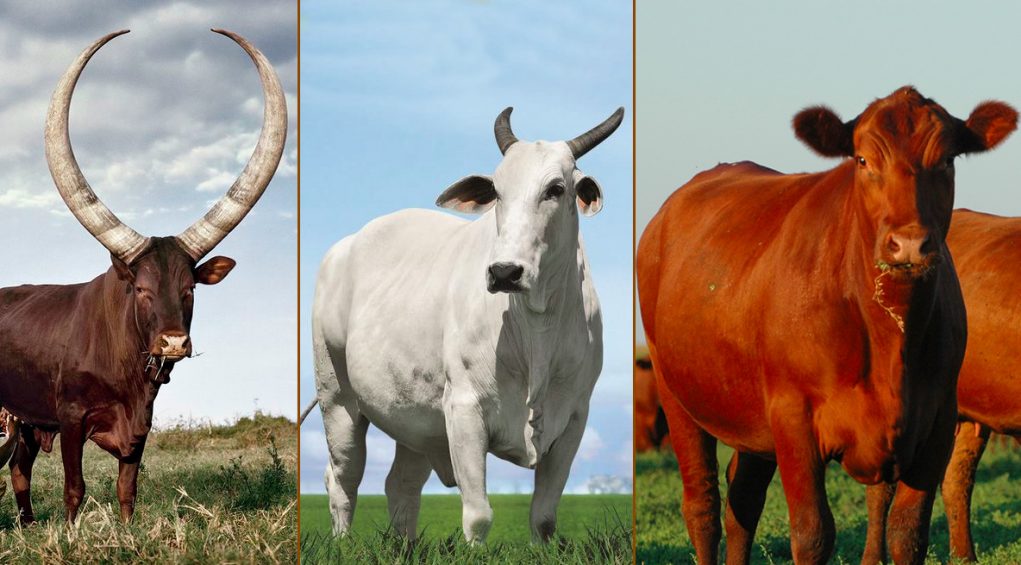 Bos taurus indicus: separados há 2 mi de anos