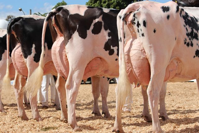 vacas-holandesas-ubere vacas-holandesas-ubere