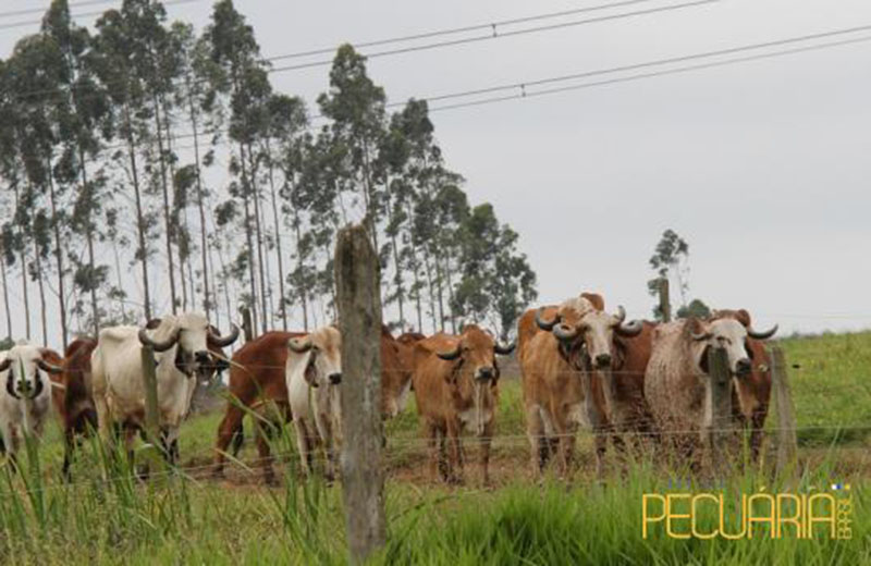 Artigo: As vacas falam, estão ouvindo?