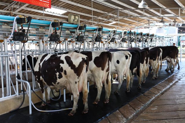 vacas-sendo-ordenhadas vacas-sendo-ordenhadas