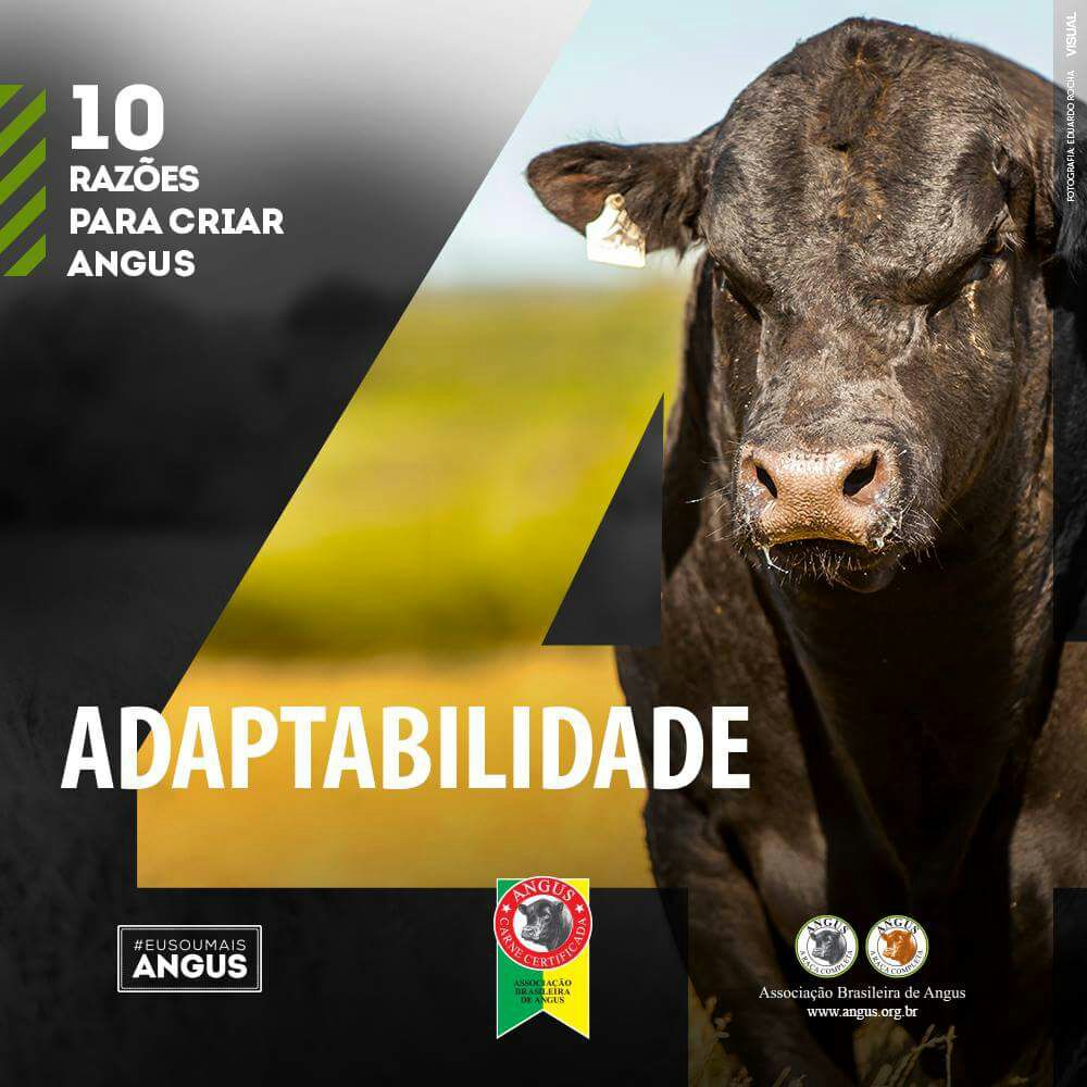 10-motivos-para-criar-angus