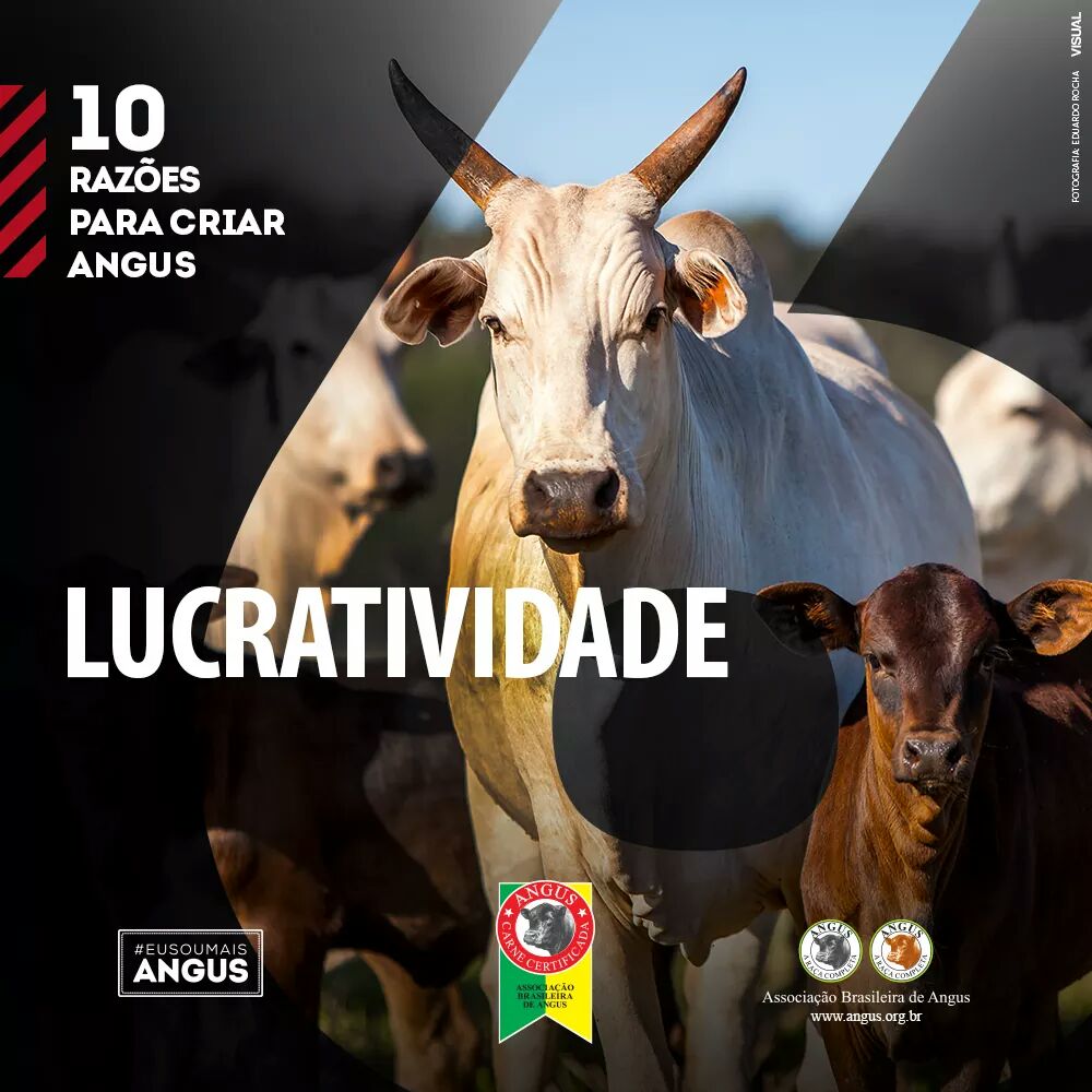 10-motivos-para-criar-angus