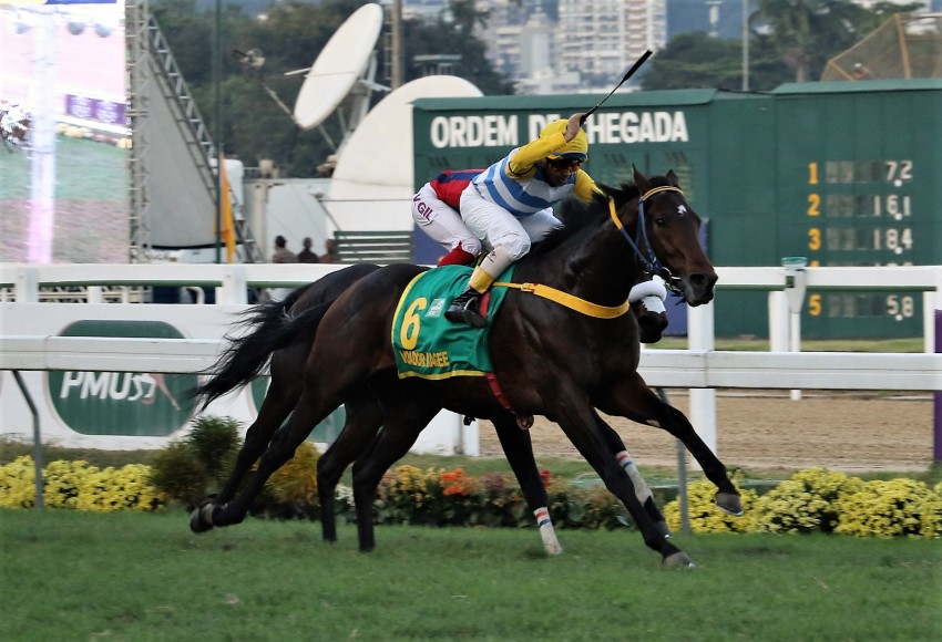 Com mais de R$ 720 mil em prêmios, Voador Magee encerrou a temporada hípica na condição de detentor da maior soma ganha, no turfe brasileiro Imagem: Sylvio Rondinelli