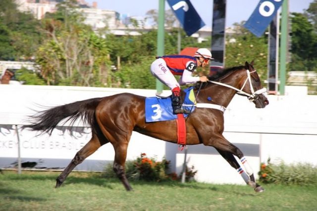 Corredora de exceção, Daffy Girl foi uma das principais representantes do Haras Santa Maria de Araras na - vitoriosa - temporada hípica 2016/2017 Corredora de exceção, Daffy Girl foi uma das principais representantes do Haras Santa Maria de Araras na - vitoriosa - temporada hípica 2016/2017